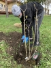 Akcja sadzenia krzewów
